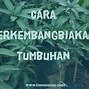 Geragih Atau Stolon Adalah Batang Yang Tumbuh Menjalar